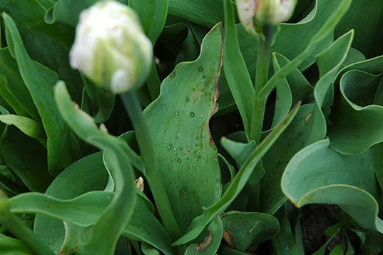 Vuur in tulp 